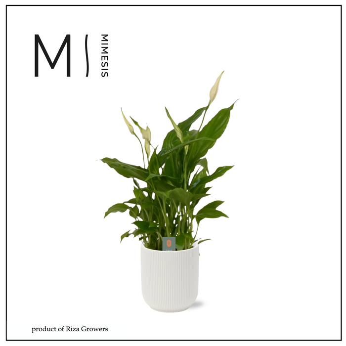 <h4>Spathiphyllum Chopin - 9cm in Atlanta White | Mimesis</h4>