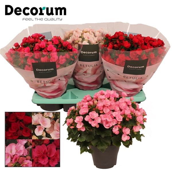 <h4>Begonia BETULIA MIX Decorum 19 cm</h4>