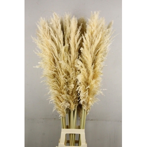 DF Pampas 140cm Natural Cream