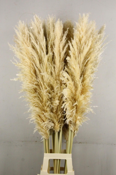 <h4>DF Pampas 140cm Natural Cream</h4>