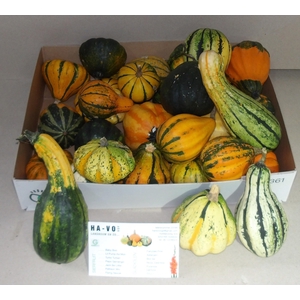 CUCURBITA MAYA MIX