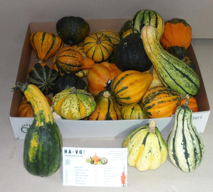 <h4>CUCURBITA MAYA MIX</h4>
