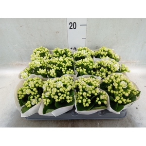 Kalanchoe  'MoreFlow Paris'