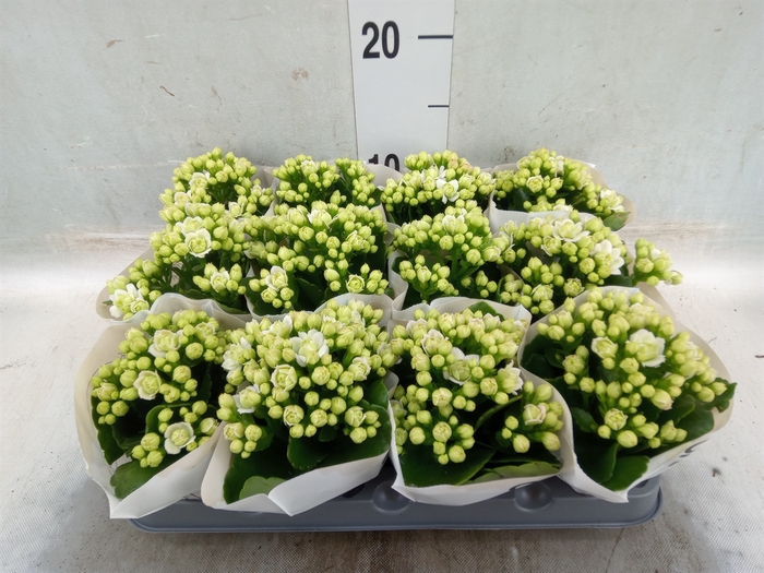 <h4>Kalanchoe  'MoreFlow Paris'</h4>