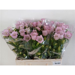 CAMP M CAMPANA PEARL PINK