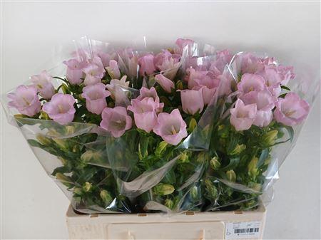 <h4>CAMP M CAMPANA PEARL PINK</h4>