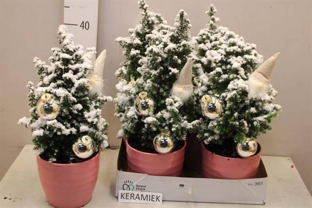 <h4>CHAM TH TOP POINT</h4>