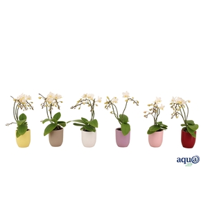 Hugo Paradise Mix Tiny Dolls Wild 3/4T18+ Aqu@