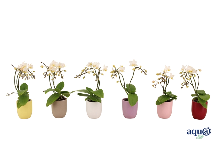 <h4>Hugo Paradise Mix Tiny Dolls Wild 3/4T18+ Aqu@</h4>