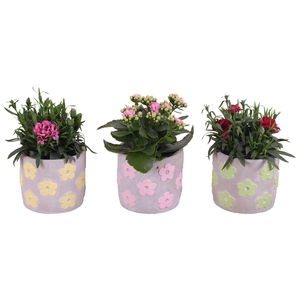 Spring Flower Arr. Outdoor Ceramic Pot Flowers Mix Ø11cm 1PP