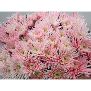 Chr G Topspin Pastel Pink