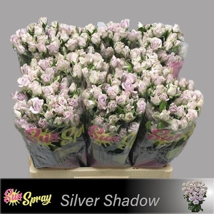 R TR SILVER SHADOW
