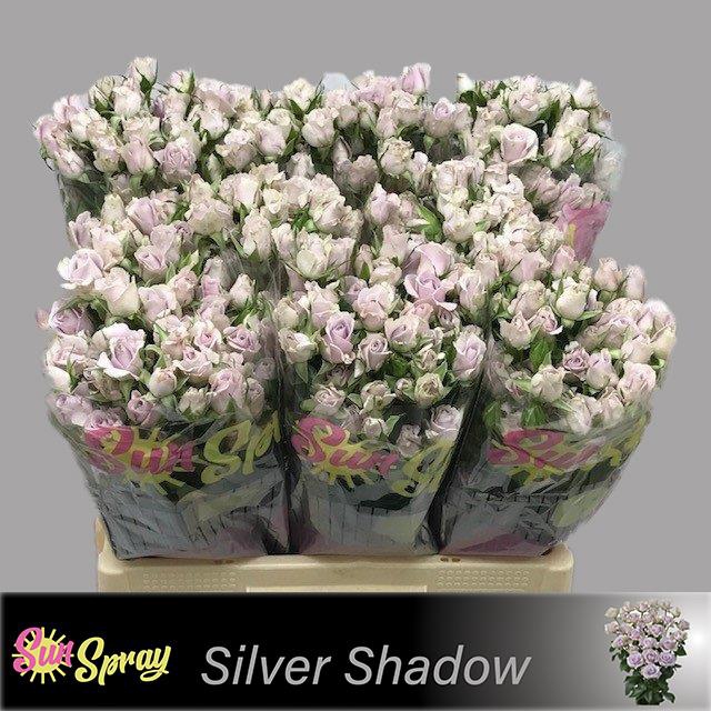 R TR SILVER SHADOW