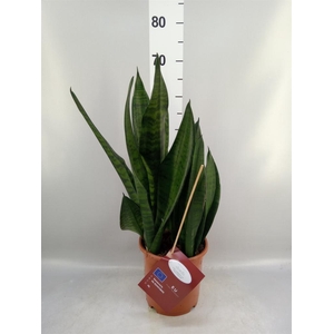 Sansevieria trifa. 'Hahnii'