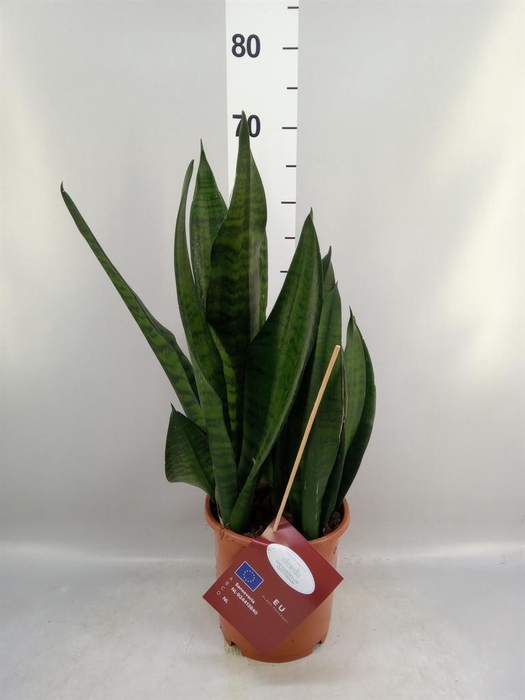 <h4>Sansevieria trifa. 'Hahnii'</h4>