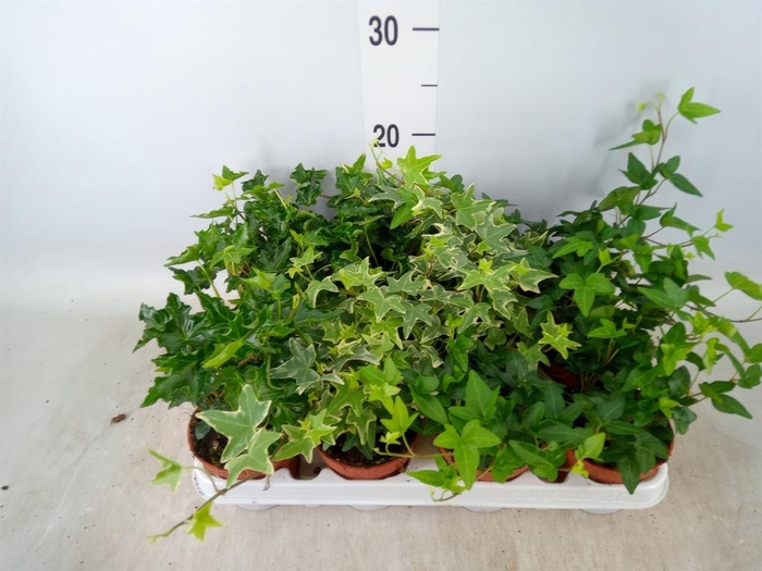 <h4>Hedera   ...mix</h4>