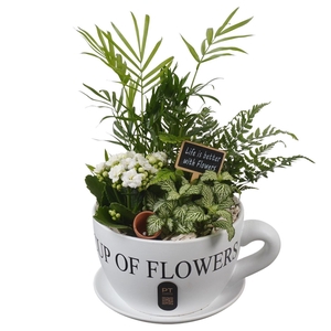 Arr.    Planten  H%
