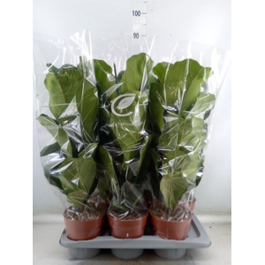 Ficus lyrata