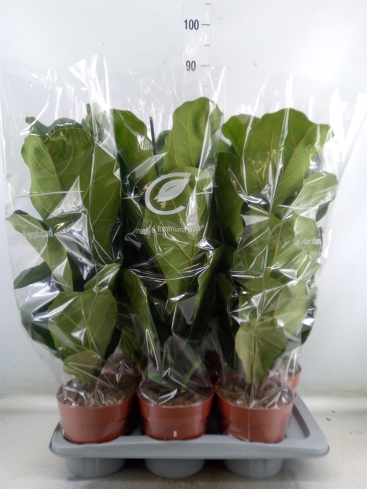 <h4>Ficus lyrata</h4>