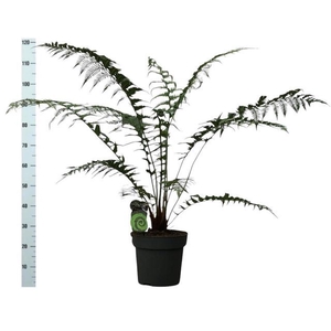 Dicksonia antarctica