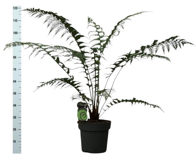 <h4>Dicksonia antarctica</h4>