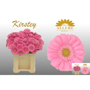 GE MI KIRSTEY