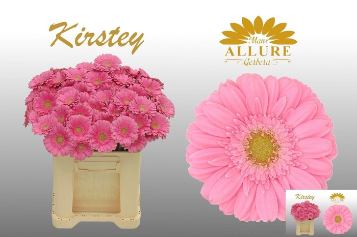 <h4>GE MI KIRSTEY</h4>