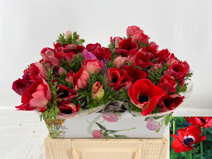 <h4>ANEM CO MAR RED</h4>