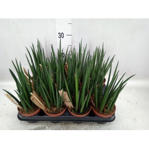 Sansevieria bacularis