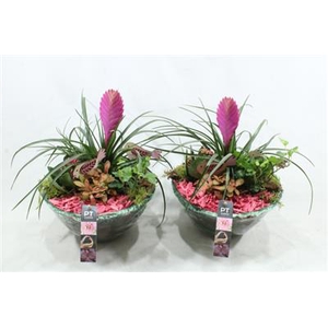 1539 BLUE GLAS TILLANSIA
