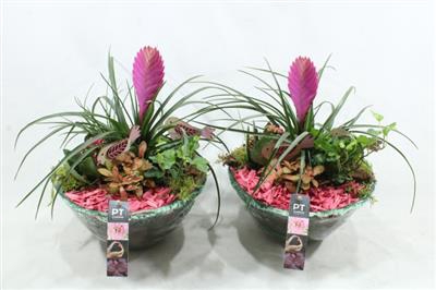 <h4>1539 BLUE GLAS TILLANSIA</h4>