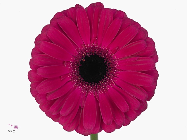 Gerbera Aladin Diamond