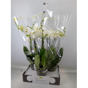Phalaenopsis   ...white