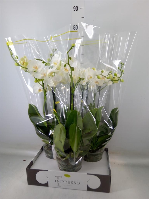 <h4>Phalaenopsis   ...white</h4>