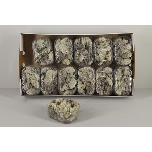Moss Icelandic Natural Box