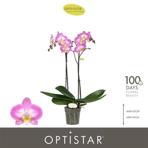 Phalaenopsis overig paars