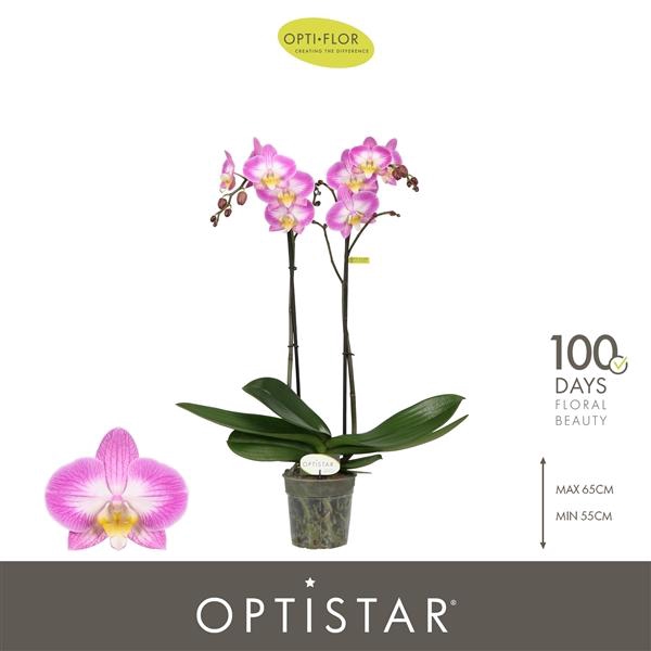 <h4>Phalaenopsis overig paars</h4>