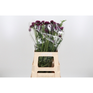 Cirsium Jap Atropurpureu