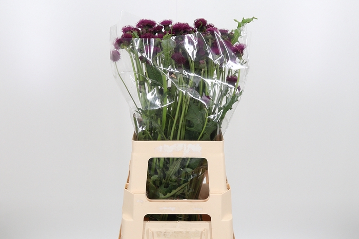 <h4>Cirsium Jap Atropurpureu</h4>
