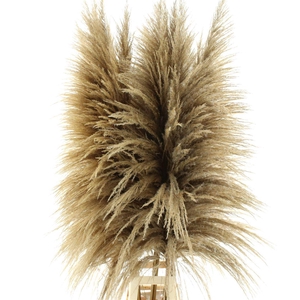 Corta Dried X X L Natural Bronze