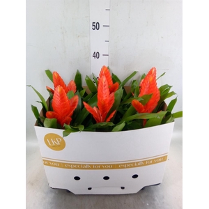 Vriesea  'Intenso Orange'