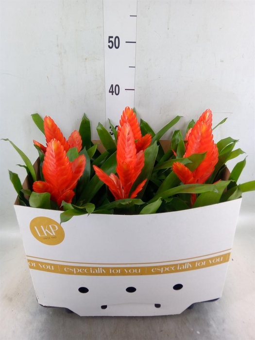 <h4>Vriesea  'Intenso Orange'</h4>