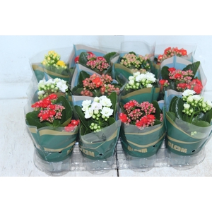 KALANCHOE DOBRADO MINI P09