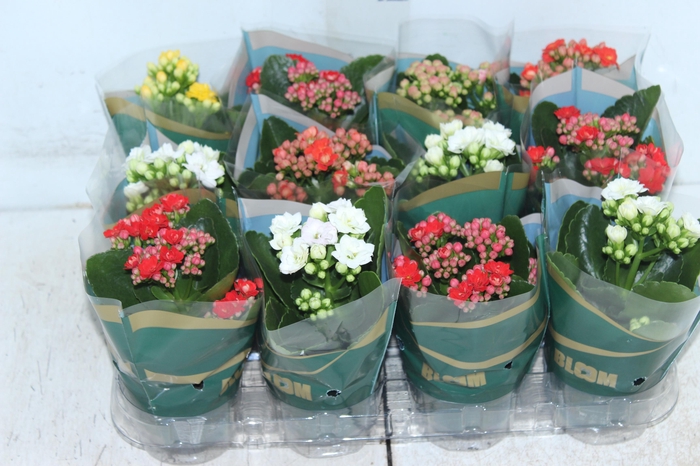 <h4>KALANCHOE DOBRADO MINI P09</h4>