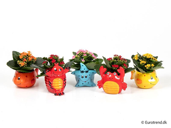 <h4>KALANCHOE BLOSSF p6 E 4605</h4>