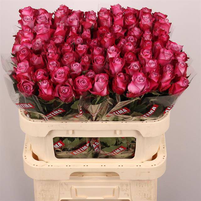 <h4>R GR DEEP PURPLE</h4>