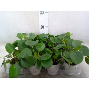 Arr.   Kamerplant Groen L%