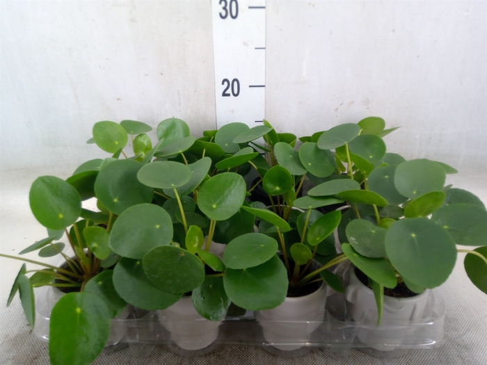 <h4>Arr.   Kamerplant Groen L%</h4>