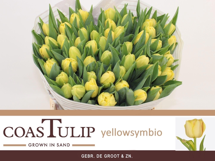 <h4>TU DU YEL SYMBIOSE</h4>