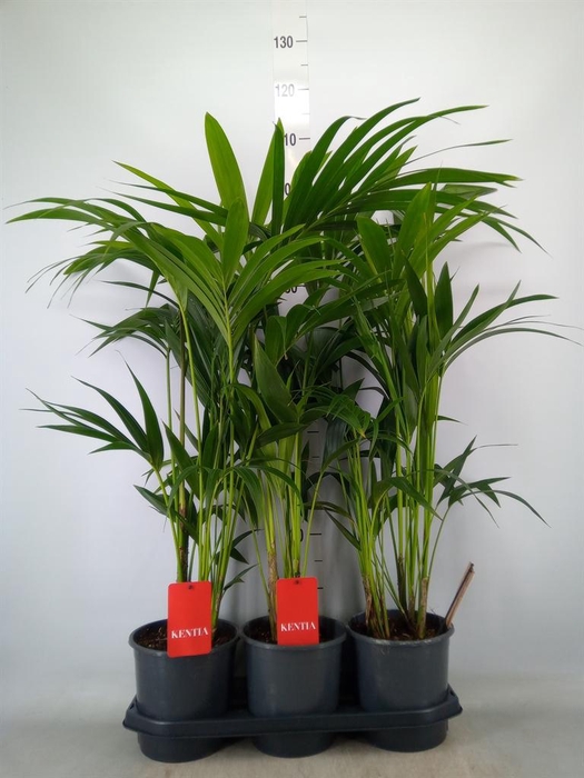 <h4>Howea forsteriana</h4>